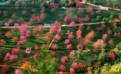 无量山樱花谷有住宿吗 大理到无量山樱花谷有多远